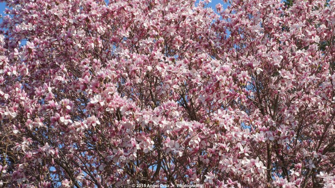 White and Pink flowers dominate the spring sky © 2015 Angel Ortiz Jr. Photography