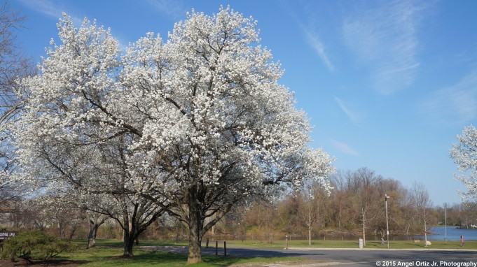 The two white trees being a nice welcoming committee to Colonial Park  © 2015 Angel Ortiz Jr. Photography
