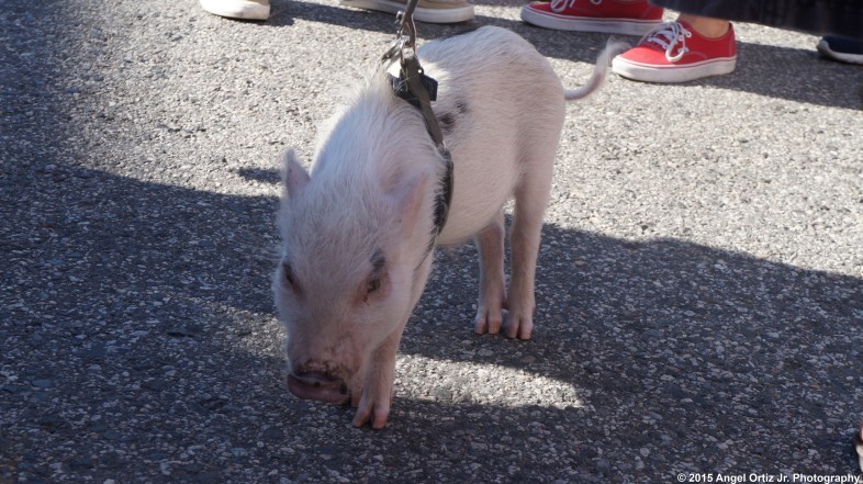 Piglet roaming the street fair as he was the most popular pet there © 2015 Angel Ortiz Jr. Photography